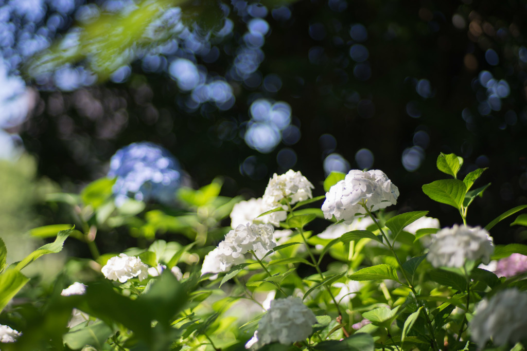 相模原北公園 紫陽花 西洋アジサイ 白 By 写真道楽人 Id 写真共有サイト Photohito