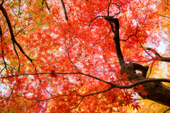 新宿御苑【新宿門あたりの紅葉】②20171202