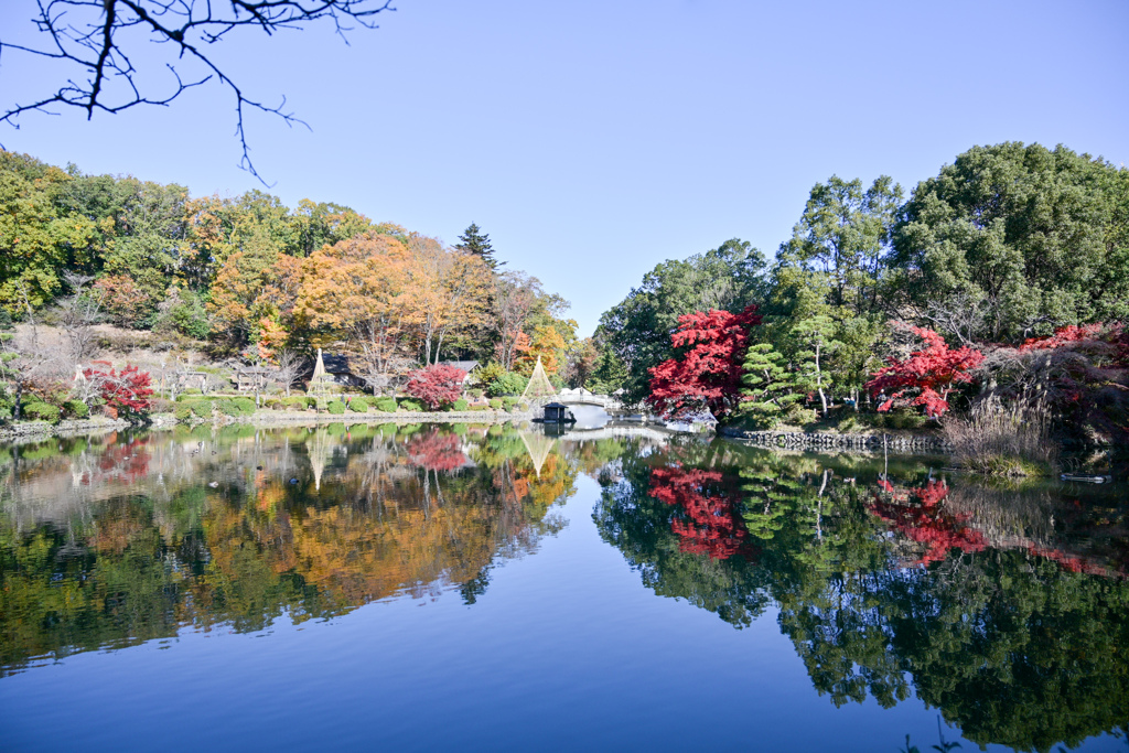 薬師池公園【薬師池と紅葉】②20241130