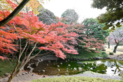 小石川後楽園【通天橋付近の紅葉】③20241202