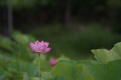 【小山田神社(蓮の花)】②20150719