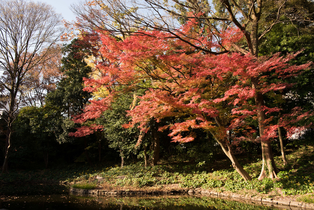 小石川後楽園【西湖の堤近辺の紅葉】20181201