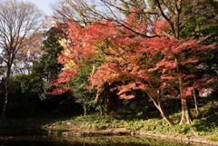 小石川後楽園【西湖の堤近辺の紅葉】20181201