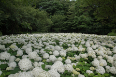 【相模原北公園(アナベル)】①20160620