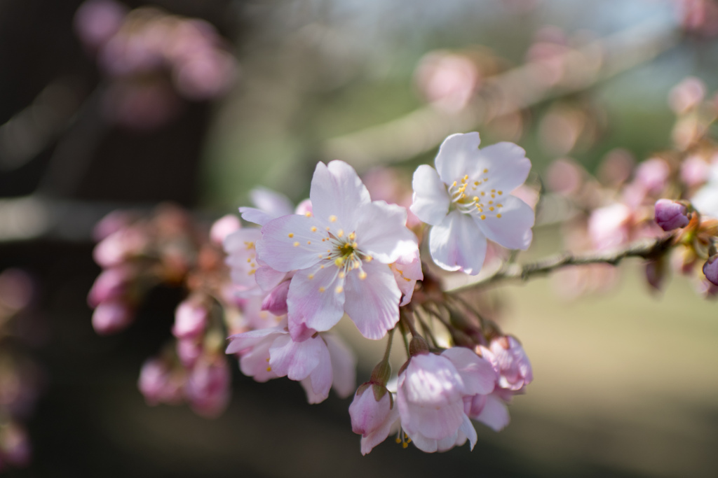 大船フラワーセンター【桜：春めき】③20230308