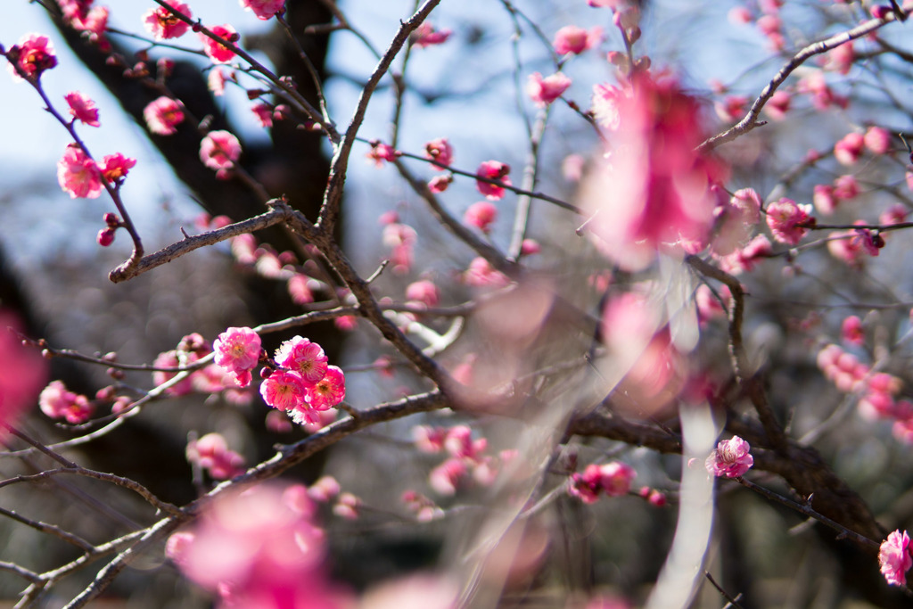 神代植物公園【梅：八重寒紅】①20190126