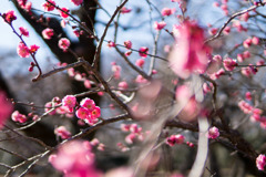 神代植物公園【梅：八重寒紅】①20190126