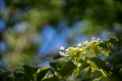 相模原北公園【紫陽花： 純白ガクアジサイ】①20190616