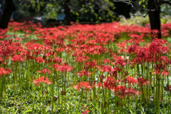 府中市郷土の森【彼岸花(近景)】①20210919