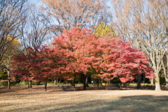 神代植物公園【自由広場：芝生沿いの紅葉】①20231202