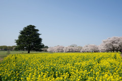 昭和記念公園【桜の園】①20180401