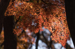 【新宿御苑：もみじ山の紅葉】⑥20141213