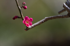 094【神代植物公園(紅千鳥)】②20150228
