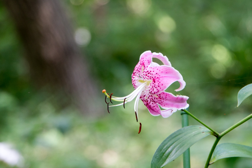 神代植物公園【百合：カノコユリ】③20210724