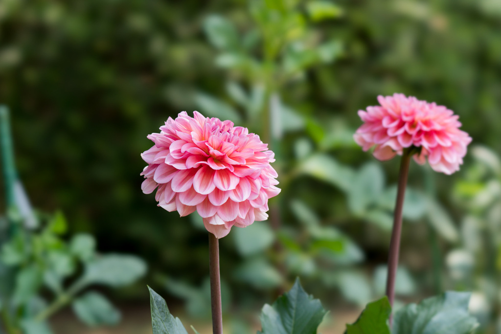 神代植物公園【ダリア：エボック】②20210724