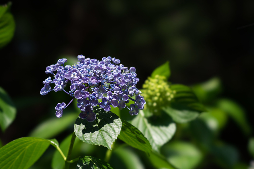 薬師池公園【渦紫陽花】①20170617