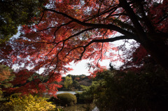 【新宿御苑(上の池近くの紅葉)】20151212