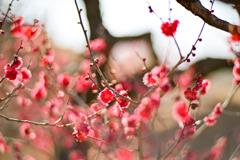 大倉山公園梅林【梅の花：鹿児島紅】①20260206