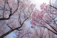 新宿御苑【桜林】③20170325