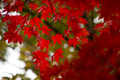 【ささぶねの道の紅葉】③20161120