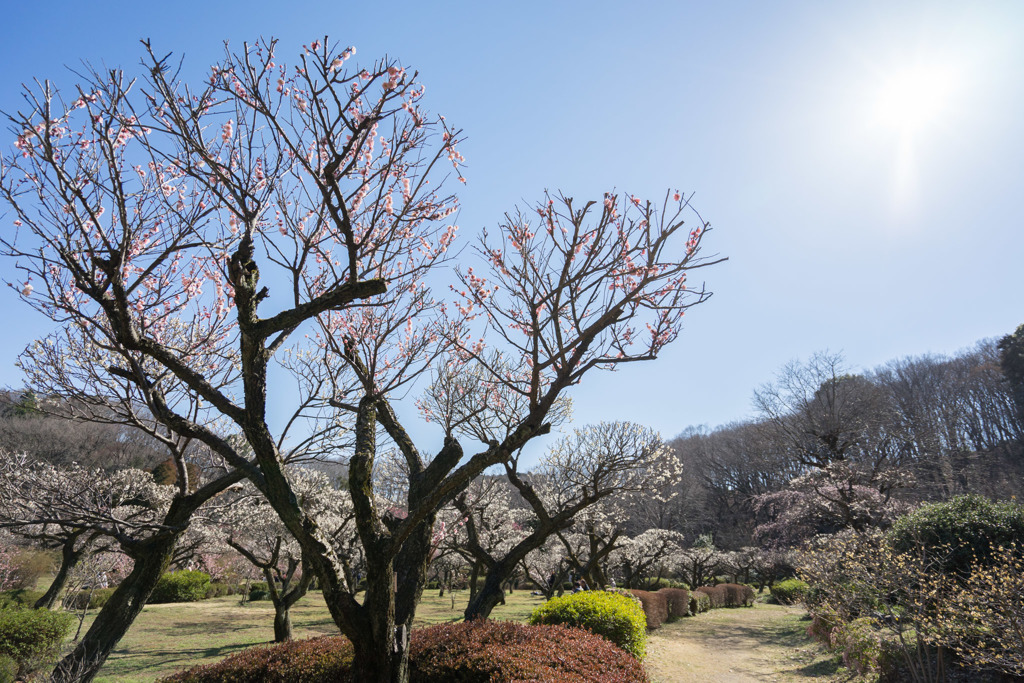 薬師池公園【満開の梅園】④20190309