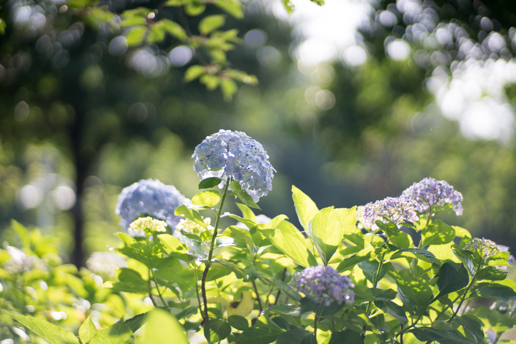 相模原北公園【紫陽花：ウズアジサイ】20220619