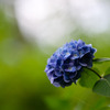 生田緑地【あじさい山：紫陽花(青系のアップ)】20250620