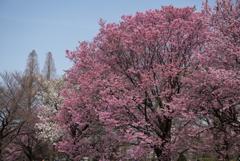 新宿御苑【桜：陽光】①20170325