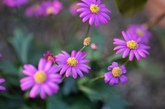 【庭の花：ブラキカム・チェリッシュ】20141026