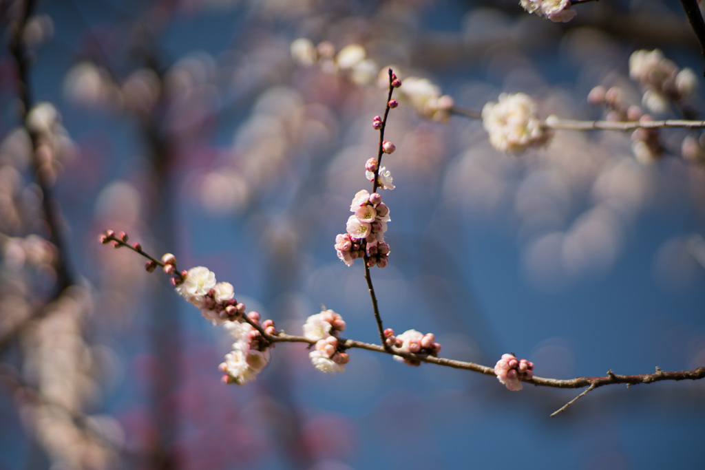 府中市郷土の森【梅：輪違い】20210223