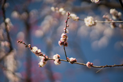 府中市郷土の森【梅：輪違い】20210223
