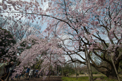 六義園【桜：枝垂れ桜】③20170402