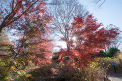 府中市郷土の森【ハケ下の小川付近の紅葉】②20211204