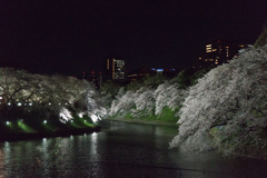 【千鳥ヶ淵の夜桜】①20170407