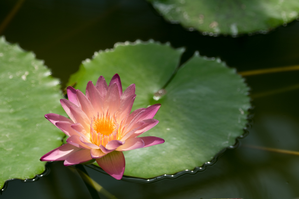 神代植物公園【温室の花：熱帯スイレン(アフター・グロー)】20230712