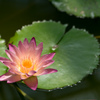 神代植物公園【温室の花：熱帯スイレン(アフター・グロー)】20230712
