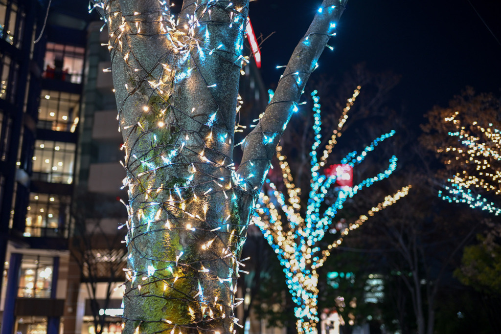 スキップ広場【NIKKOR_Z_40mm_f2(SE)】①20241217