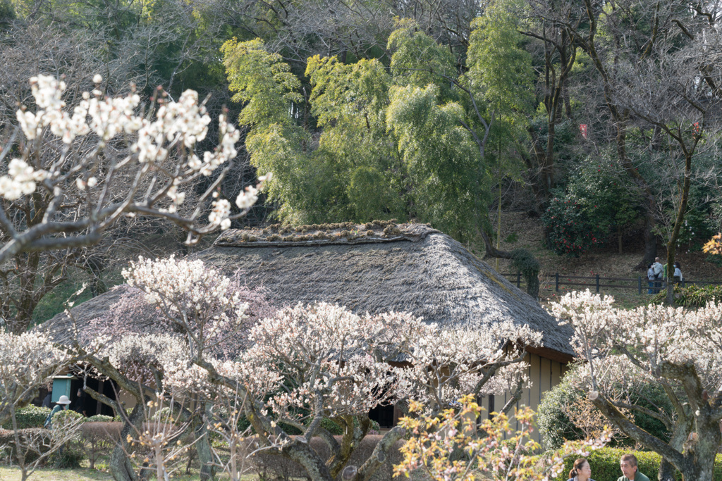 薬師池公園【旧永井家と梅】②20210306