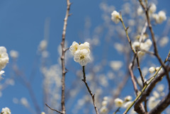 小田原FG【梅：月影】20190224