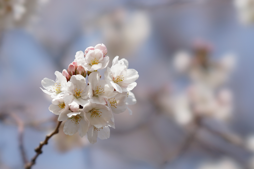 新宿御苑【桜：染井吉野】④20170325