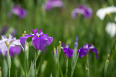 正覚寺【花菖蒲(濃紫系)】①20200604