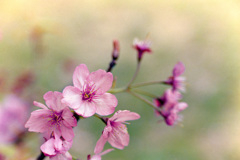 本牧山頂公園【サクラ：横浜緋桜】⑤20190330