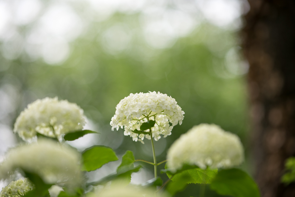 神代植物公園【紫陽花：アナベル】20210606
