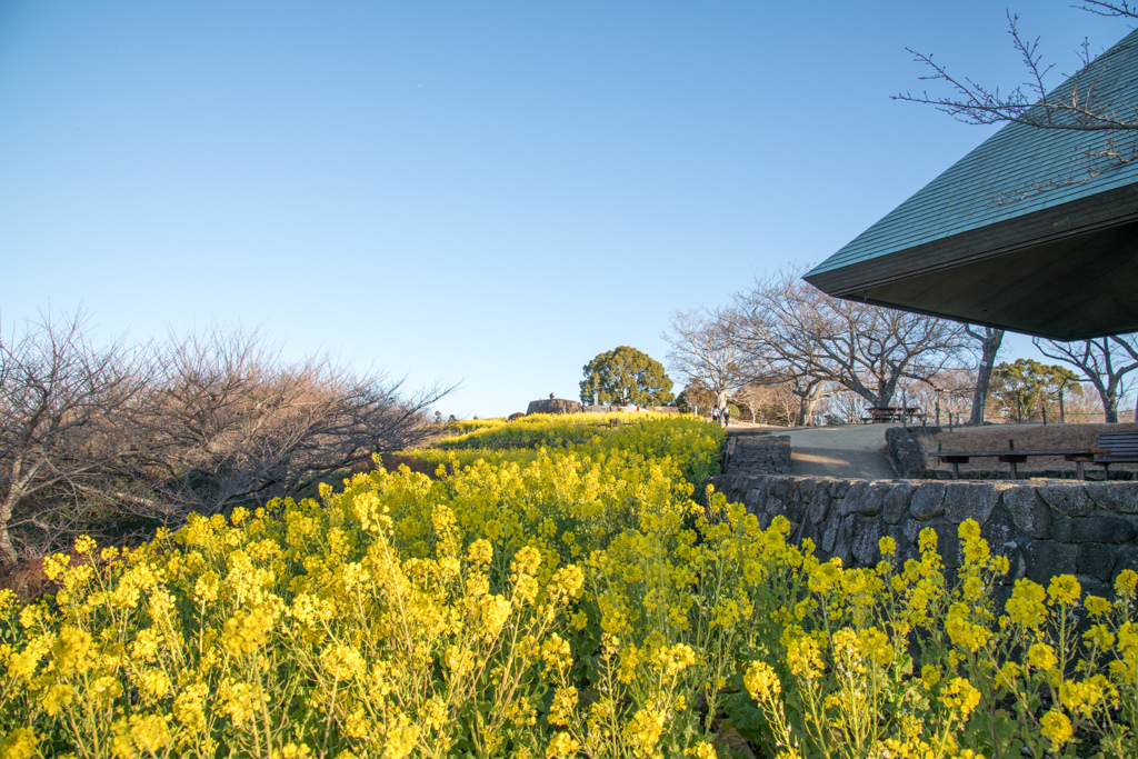 吾妻山公園【菜の花と展望台】①20220109