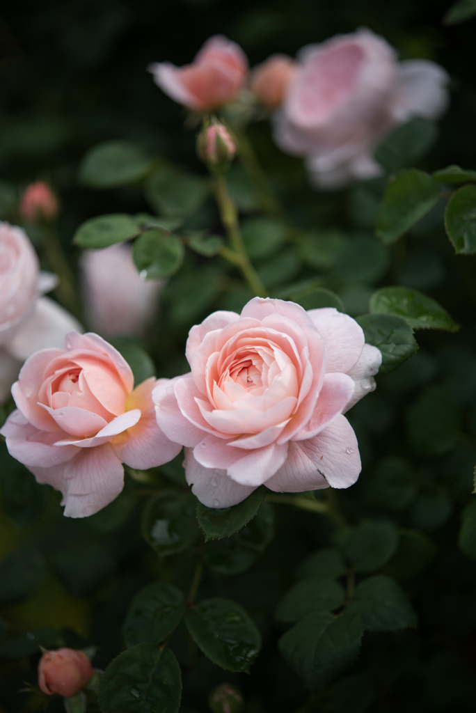 花菜ガーデン【薔薇：クィーン・オブ・スウェーデン】20170514