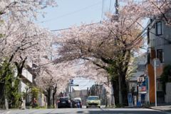 近所のサクラ【桜楽坂の桜並木】③20200402