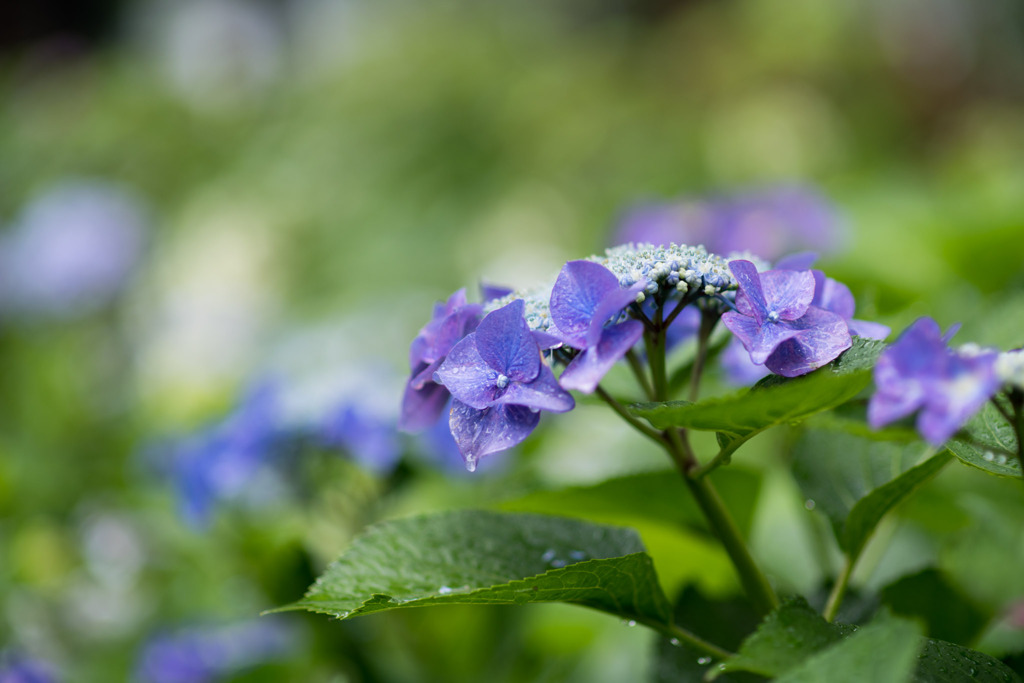 府中市郷土の森【ガクアジサイ】②20200614