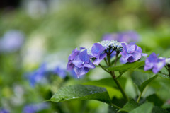 府中市郷土の森【ガクアジサイ】②20200614