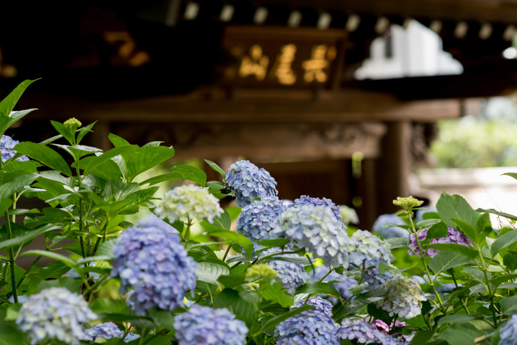 妙楽寺【紫陽花のアップ】③20190622