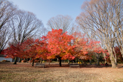 神代植物公園【自由広場の紅葉】④20201213